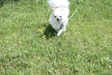 走るれお.gif