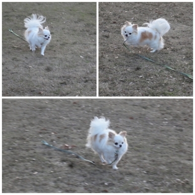 走るれお.jpg