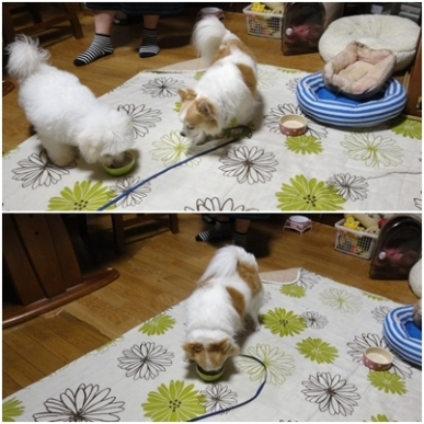 食べられる.jpg