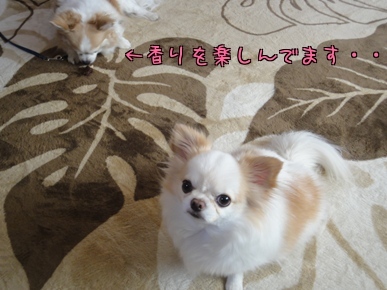 香り.jpg