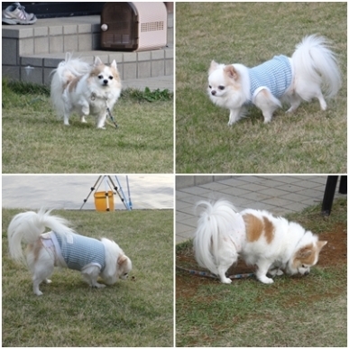 2チー.jpg