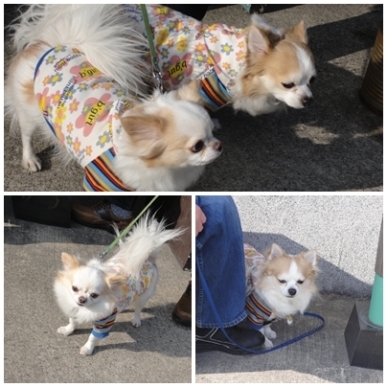 2チー.jpg